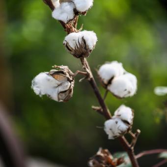 Cotton flowers
